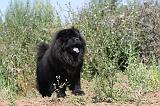 CHOW CHOW 146
